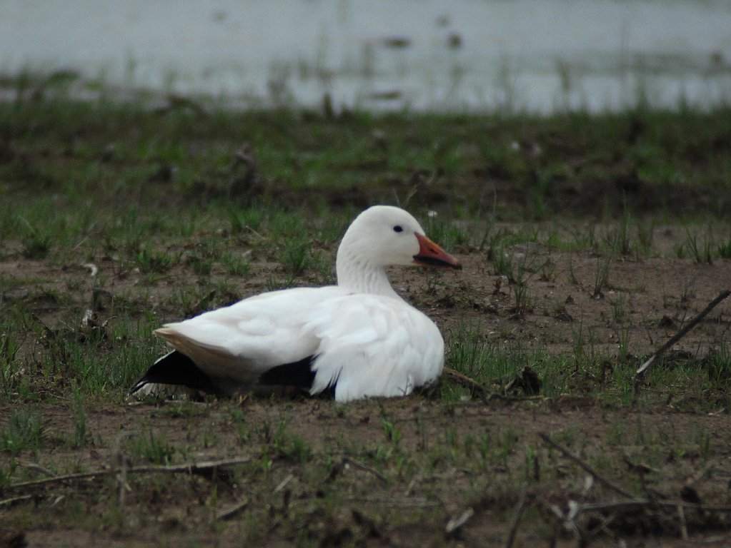 Goose, Snow, 2011-05290687b Montezuma NWR, NY.JPG - Snow Goose. Montezuma National Wildlife Refuge, NY, 5-29-2011